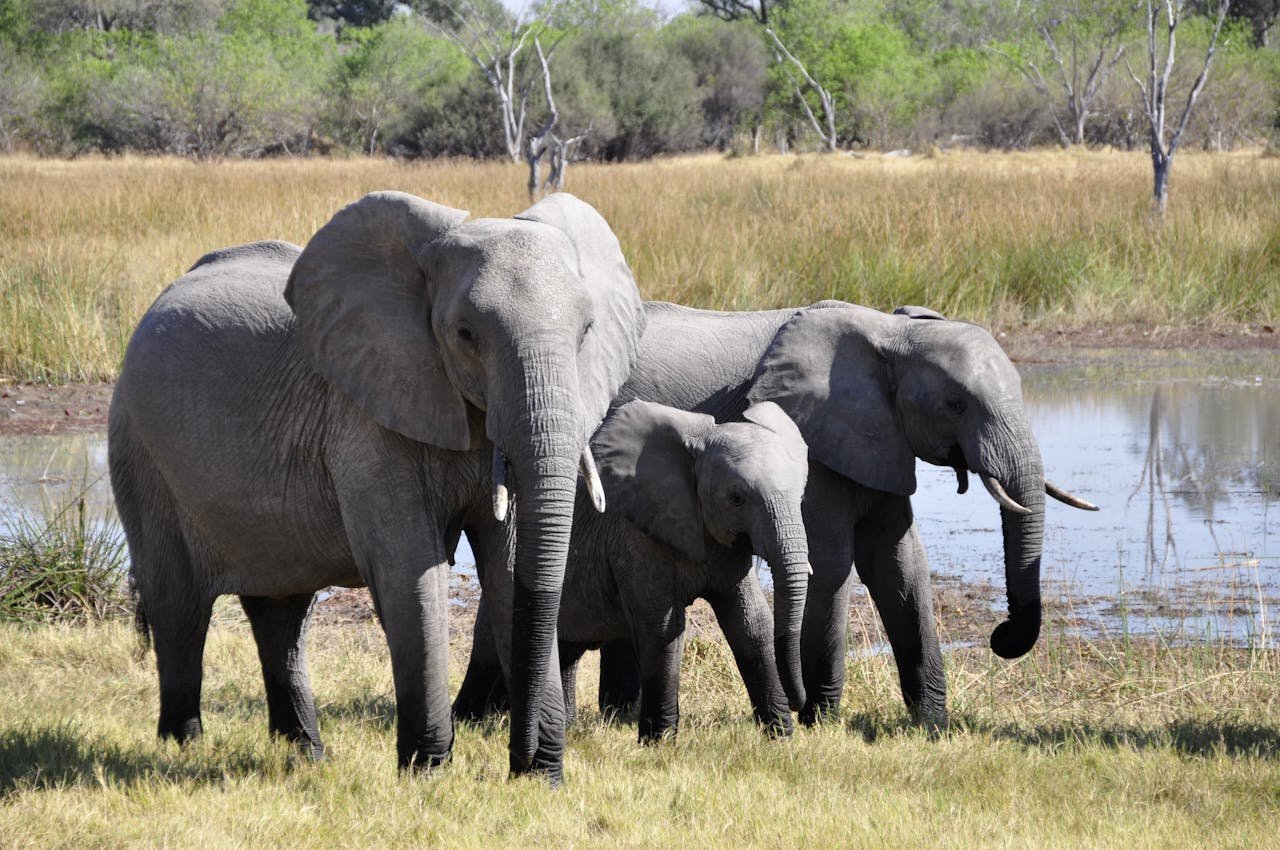 elephant africa okavango delta animal 86413.jpeg