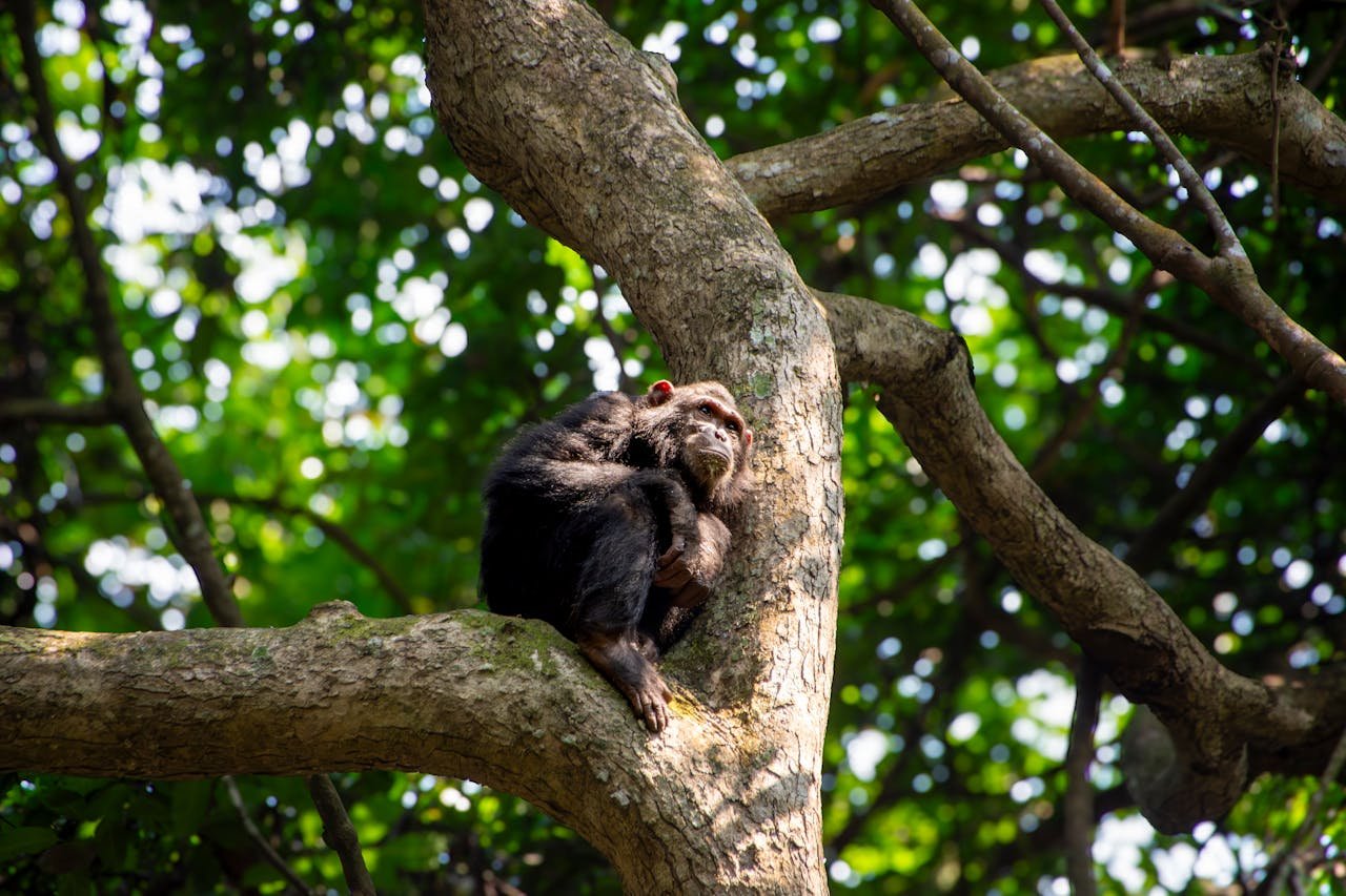 A chimpanzee enjoys a moment on a tree branch in a Tanzanian forest.