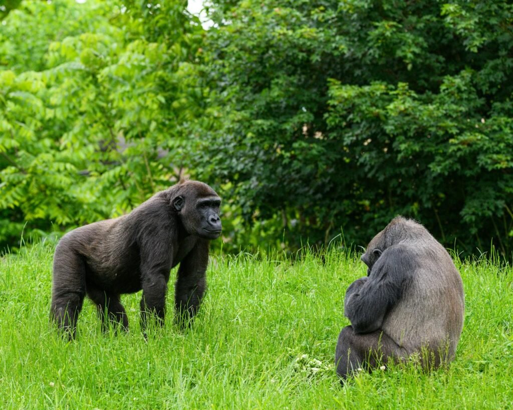Two gorillas in a lush green field, showcasing wildlife in a natural setting. ask your questions to us 