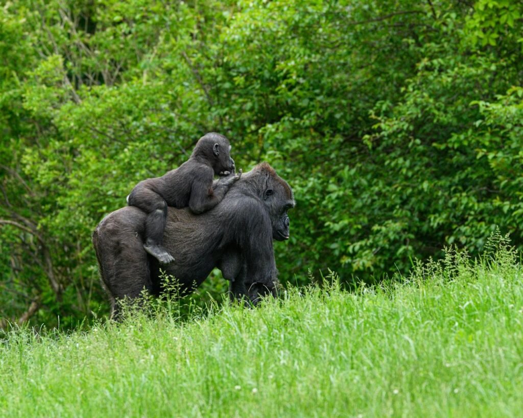 A mother gorilla with her baby on her back in a vibrant green forest setting.