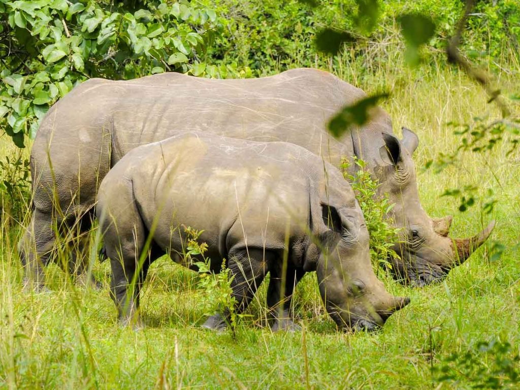 Ziwa Rhino Sanctuary is the only place in Uganda where visitors can see wild rhinos in their natural habitat