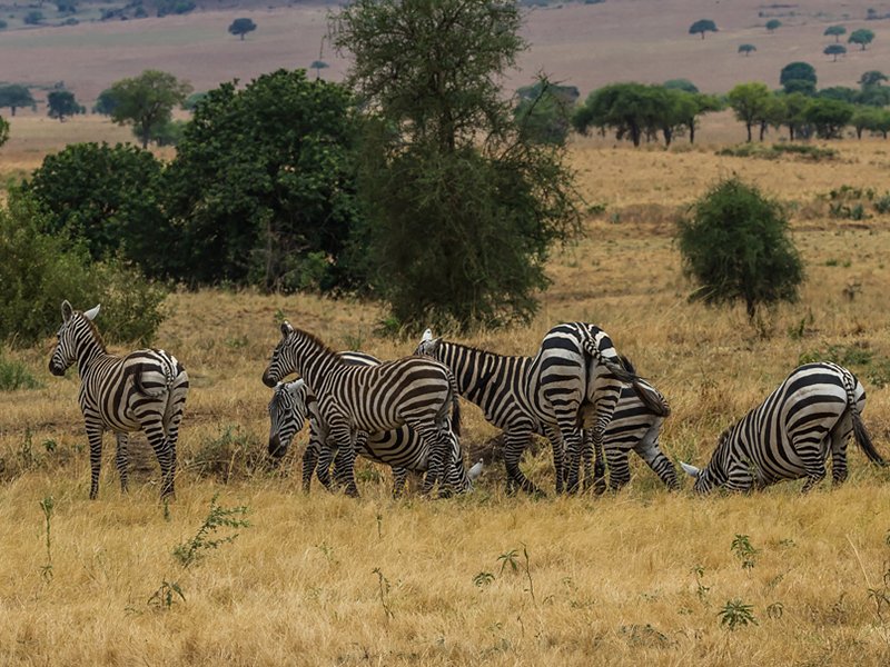 zebras and other in Pian Upe Wildlife Reserve in Uganda