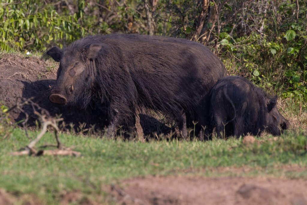 Giant-Forest-Hog