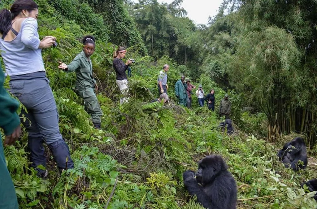 Rwanda gorilla trekking safariRwanda gorilla trekking safari