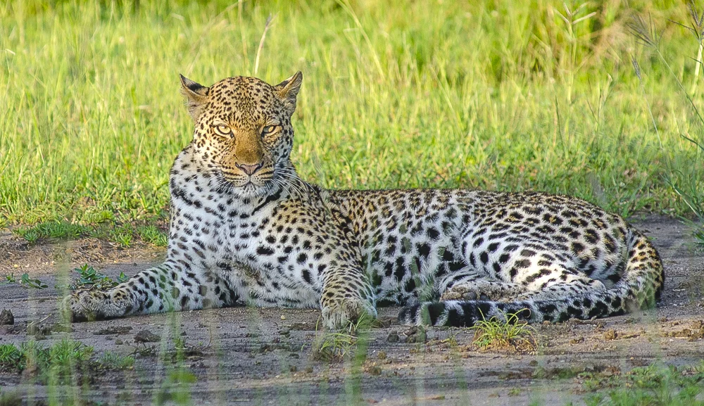 wildlife in Pian Upe Wildlife Reserve in Uganda