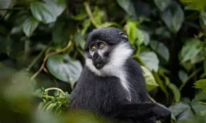 colobus monkey
