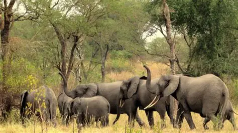 Forest elephants