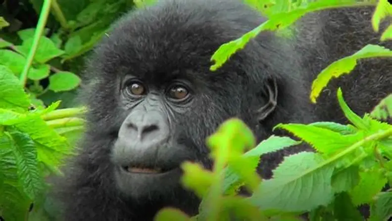 There are several reasons why the Buhoma sector of Bwindi stands out among all the sectors in Bwindi