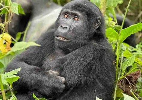 One of the top reasons travelers choose Uganda is for gorilla trekking in Bwindi Impenetrable National Park and Mgahinga Gorilla National Park.