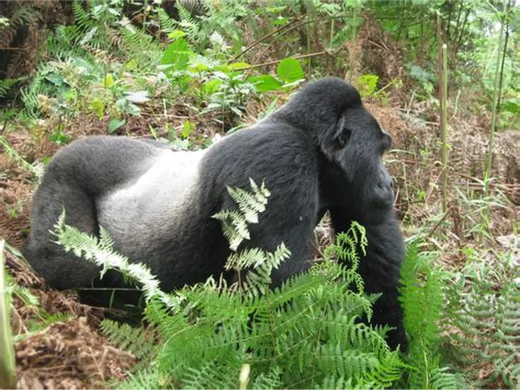 father gorilla is called a silverback.