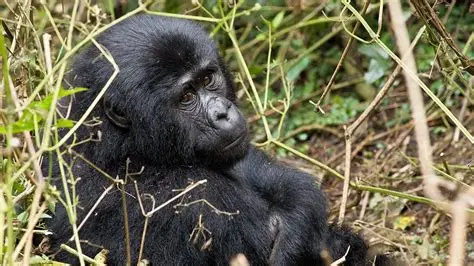 Gorilla Safaris in Uganda – The Ultimate Wildlife Experience, Ruhija Sector Bwindi