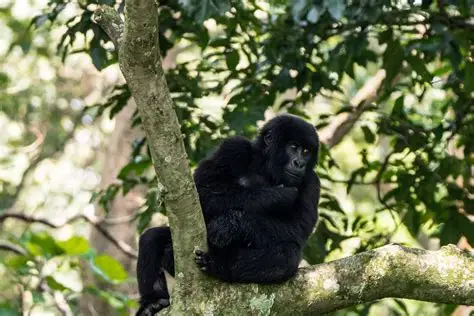 Gorilla on a tree in Nkuringo Sector in Bwindi