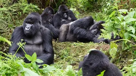 a gorilla family in Ruhija sector of Bwindi