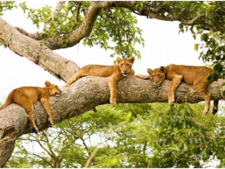 ueen-Elizabeth-National-Park-National-Park-in-Southwestern-Uganda