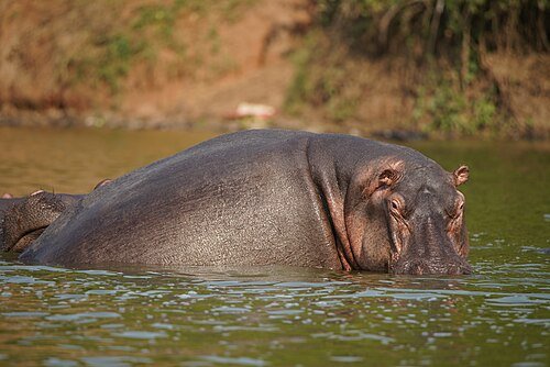 Queen_Elizabeth_National_Park._Hippo
