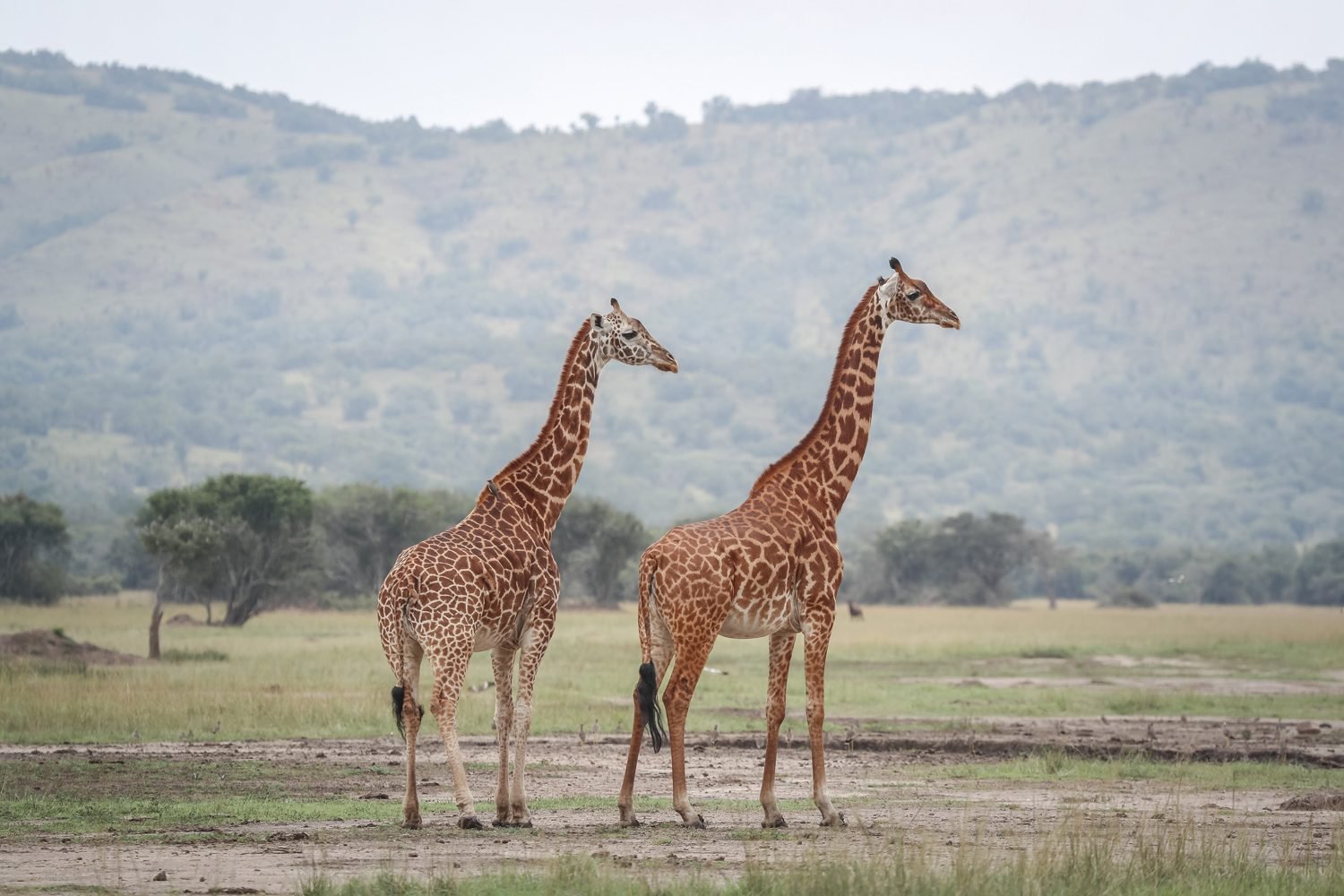 Giraffe in Akagera National Park