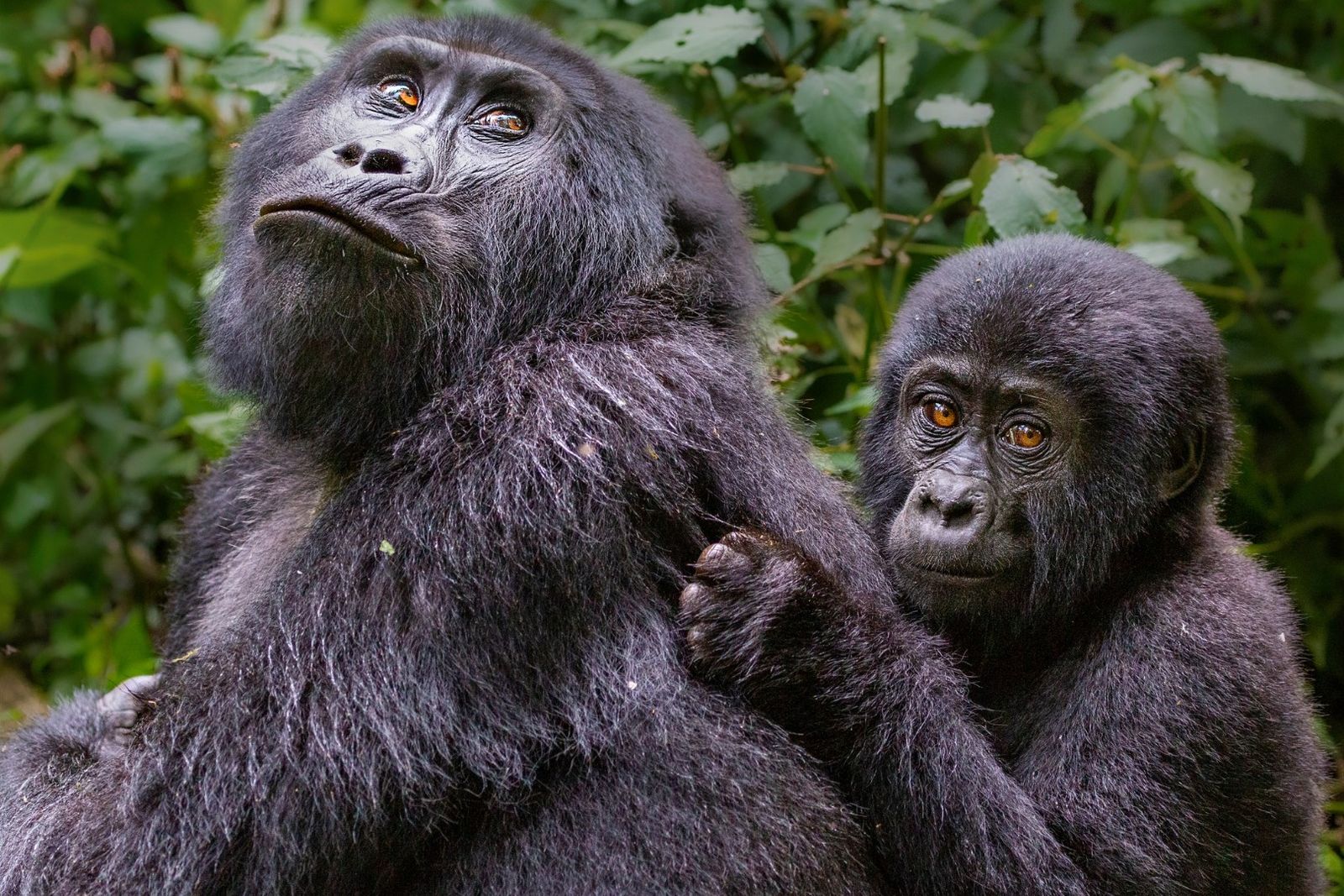 Gorilla trekking in uganda