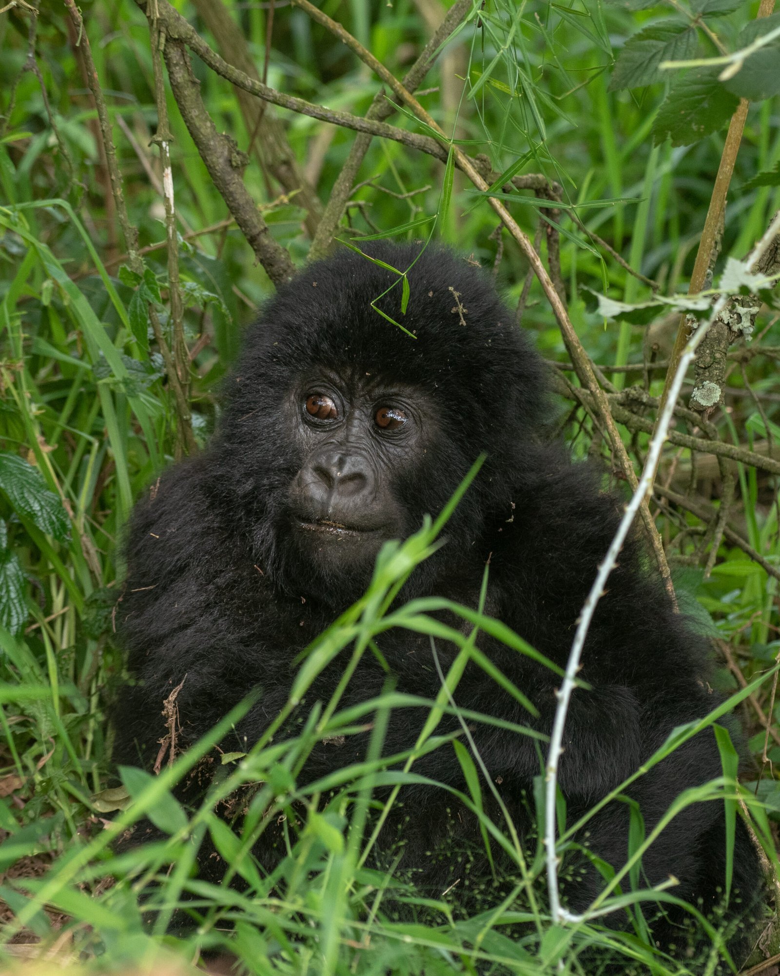 Bwindi Impenetrable National Park – Gorilla Trekking, Travel Guide