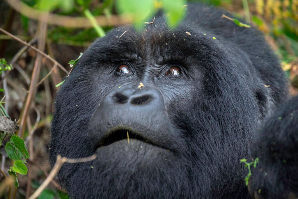 Uganda Safari Booking: Your Complete Guide to an Unforgettable African Adventure