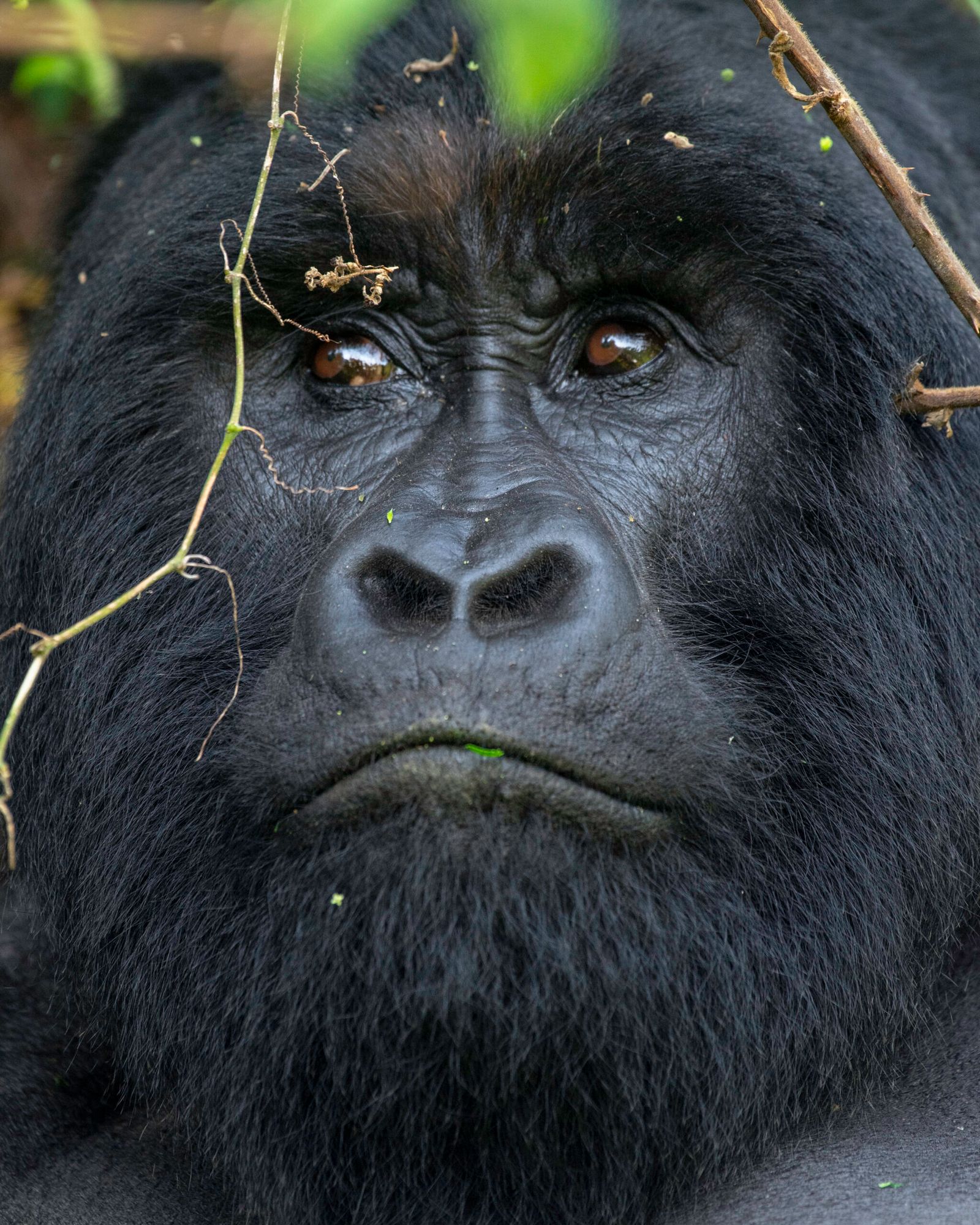 Compare Gorilla Trekking Uganda vs Rwanda by cost, trekking experience, accessibility, gorilla permits & value to choose the best safari.