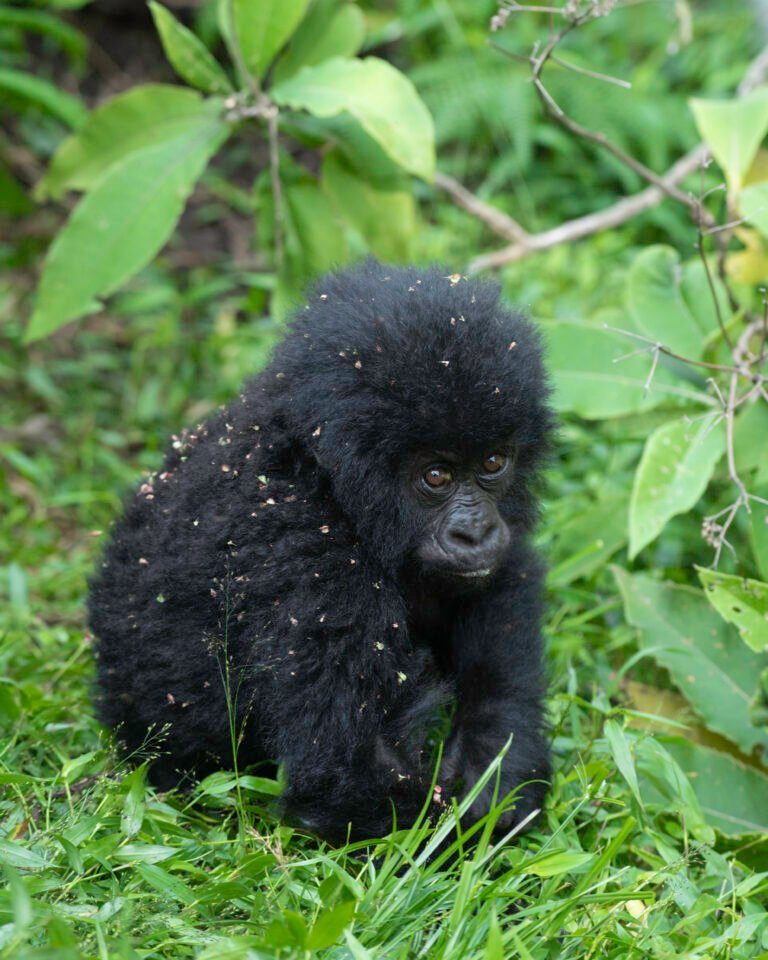 Gorilla Trekking in Uganda: The Ultimate Luxury Primate Safari Experience