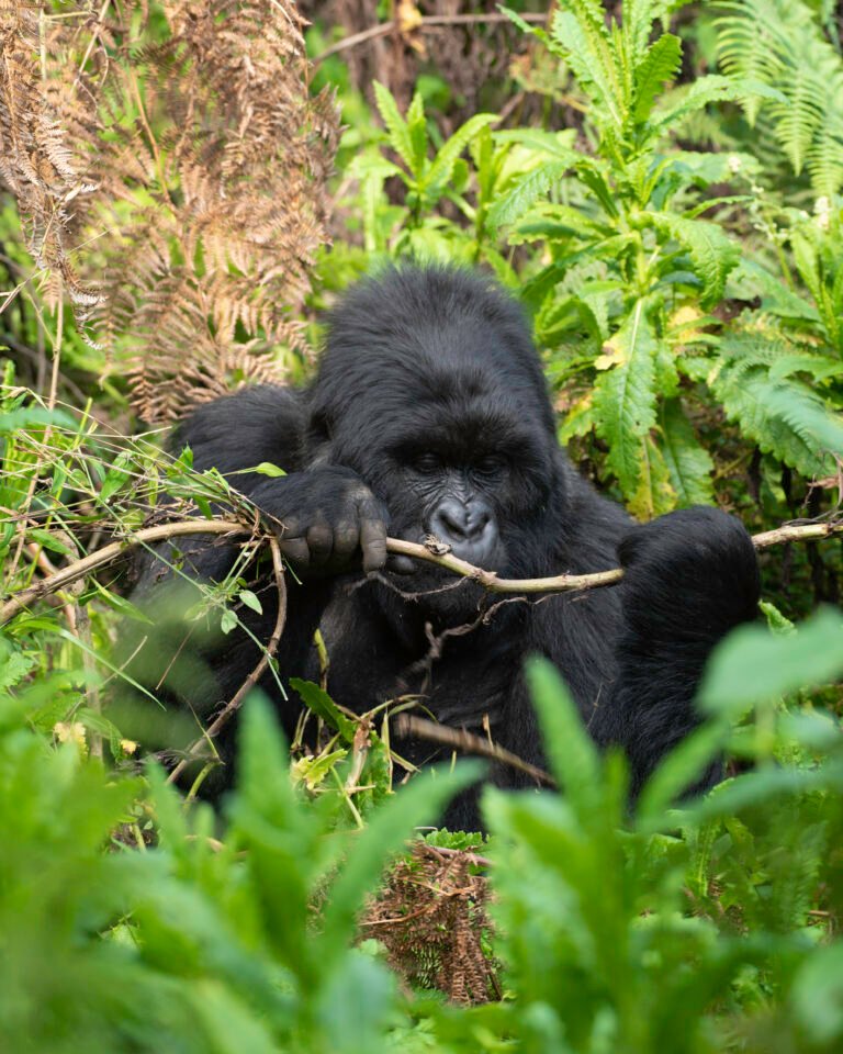 Bwindi Impenetrable National Park
