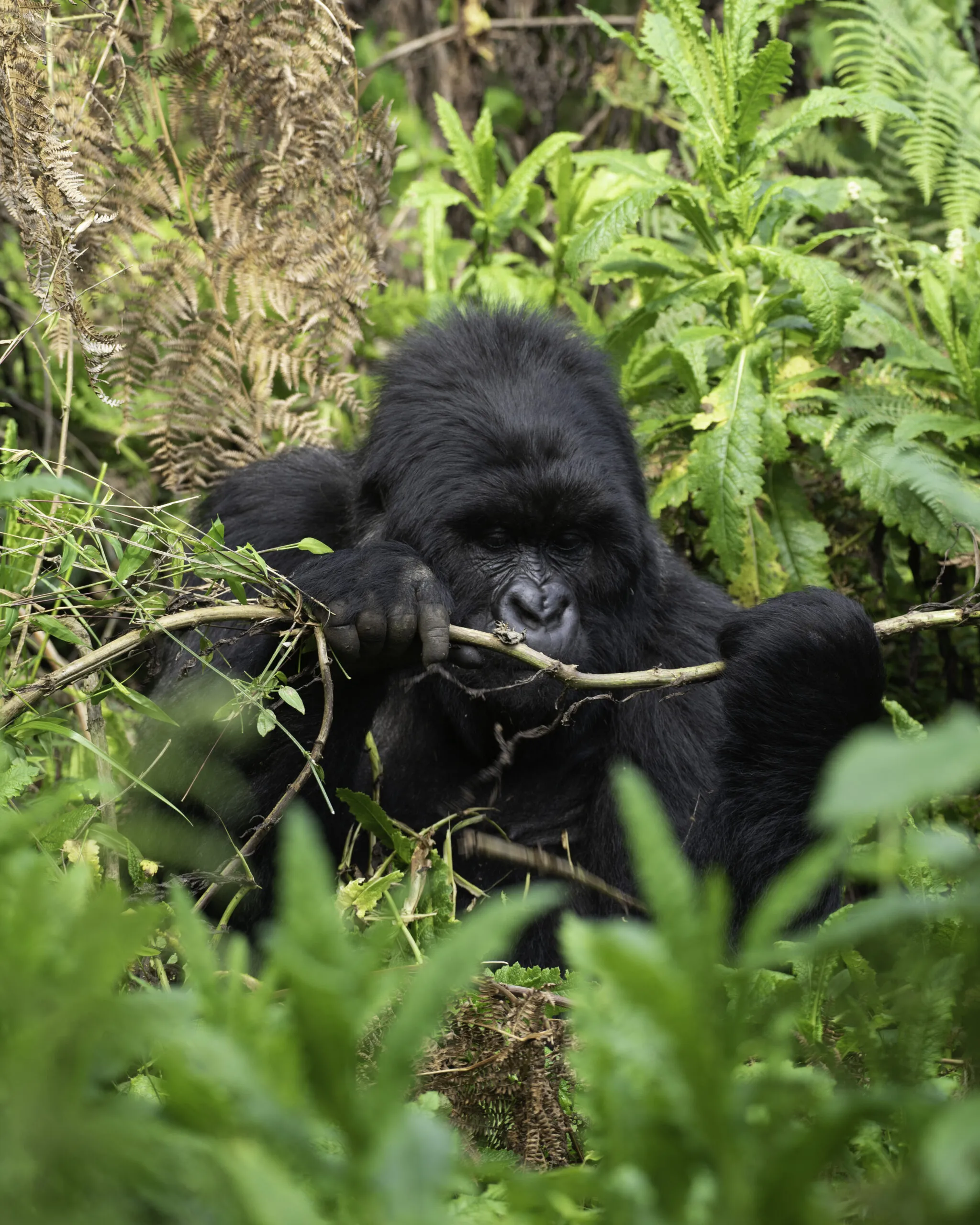 Bwindi Impenetrable, maghinga national park