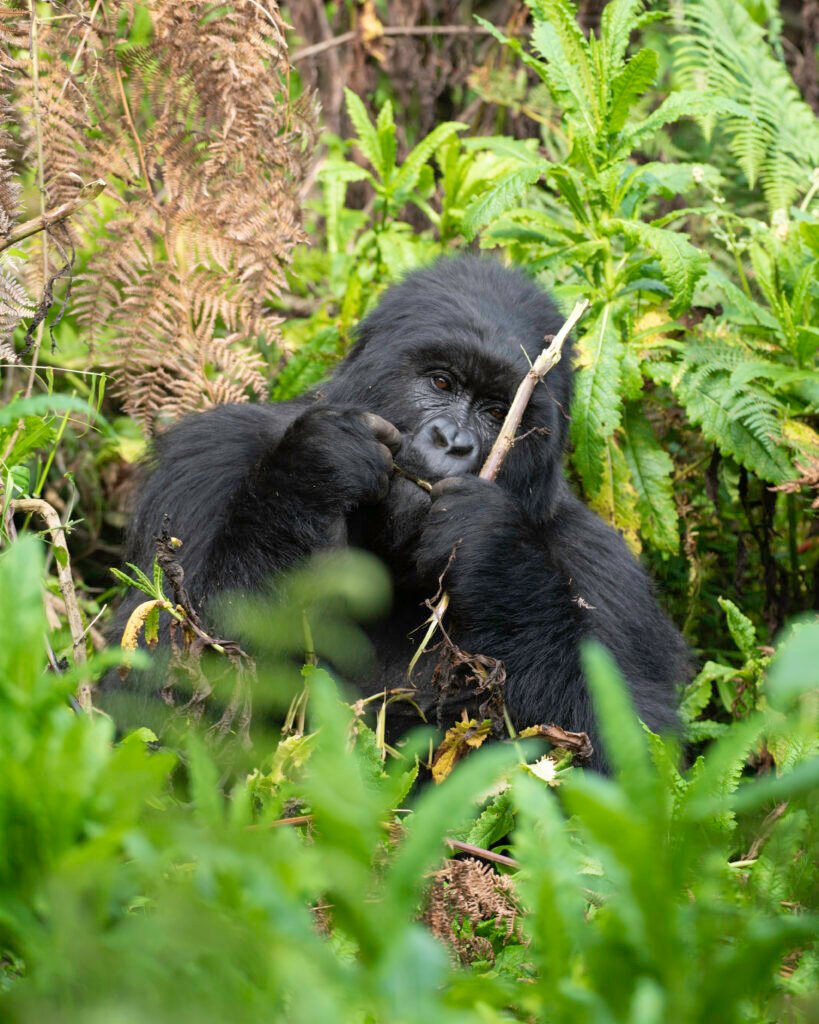 gorilla trekking in bwindi impenetrable