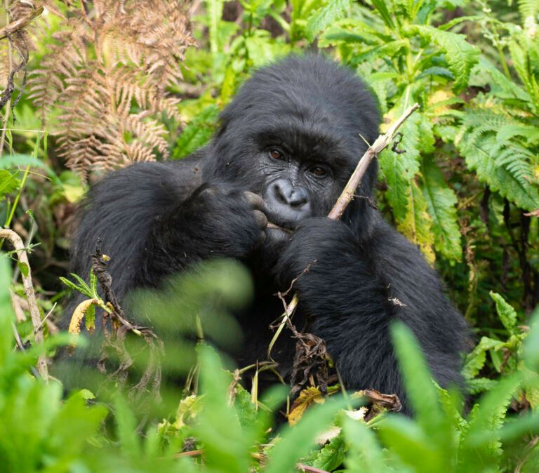 Discover the gorilla trekking Uganda cost per person in 2026. Learn permit fees, accommodation costs, transport options, and budget tips.