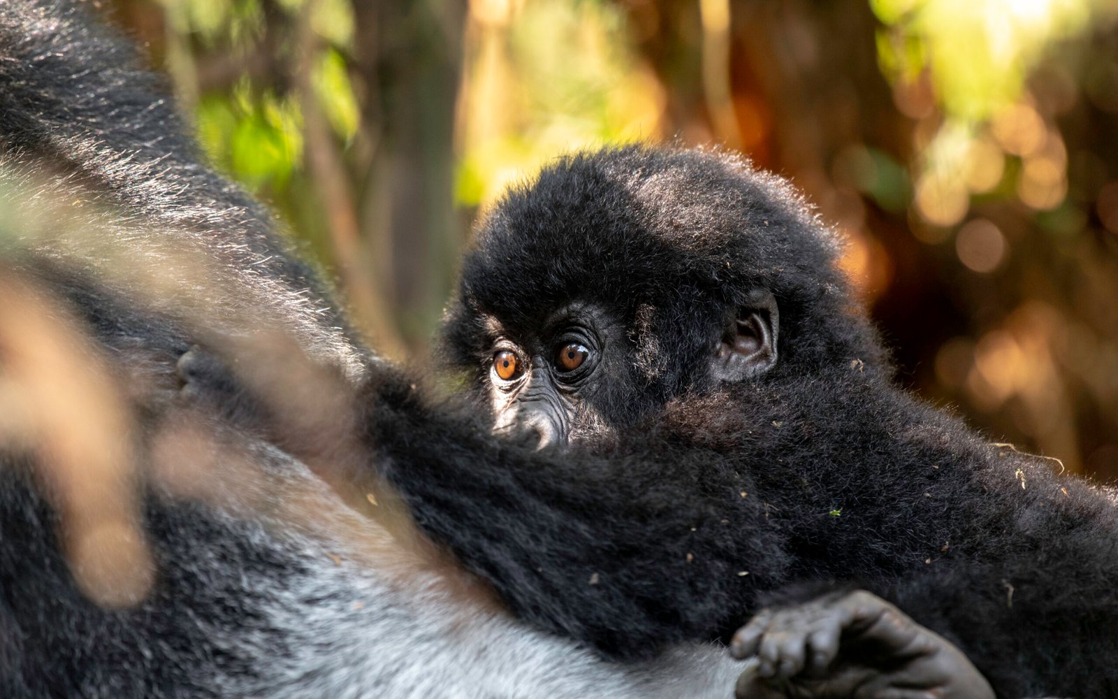 mother gorilla breastfeeding