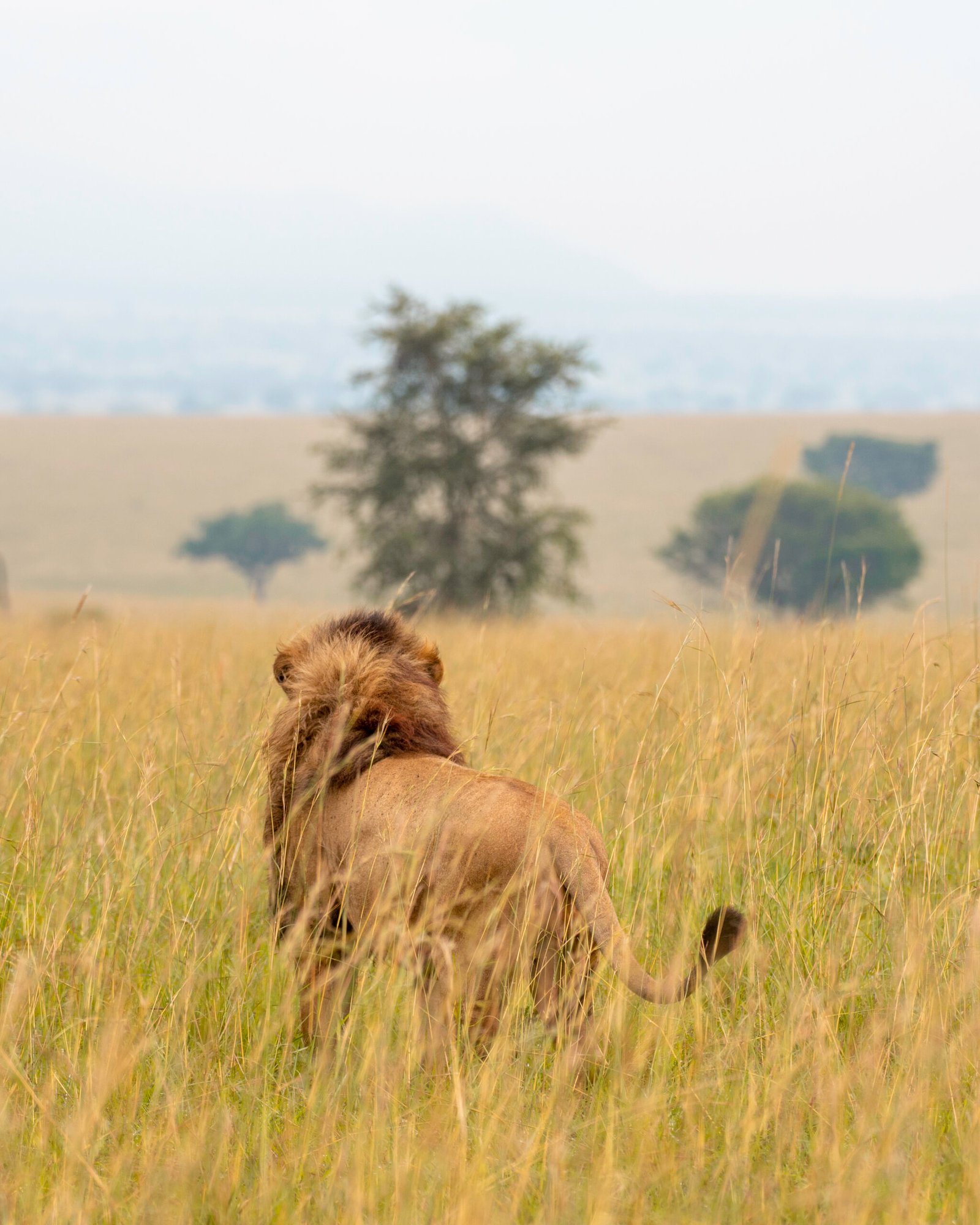 lion in Kidepo