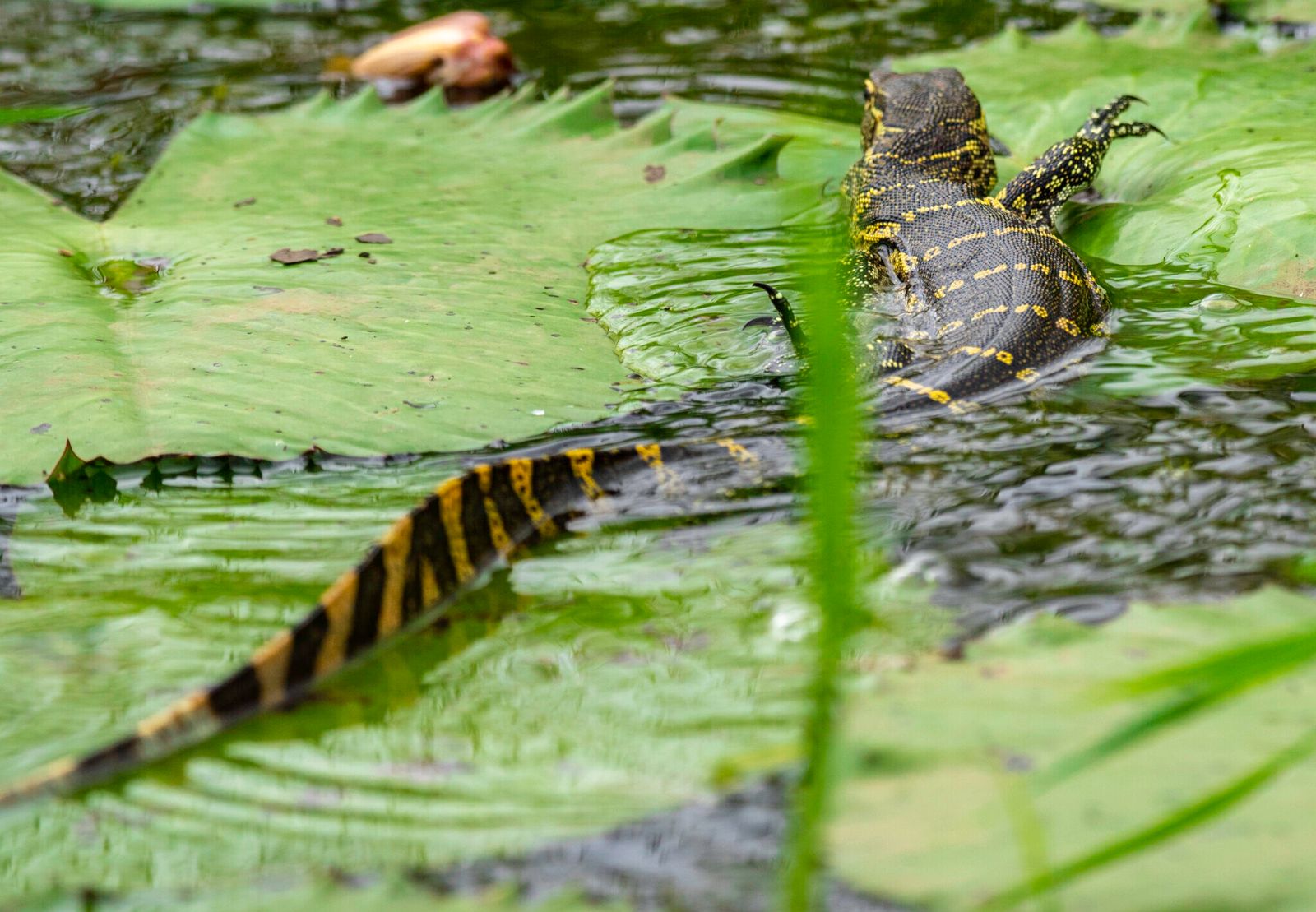 crocodile in its sweet home, Uganda
