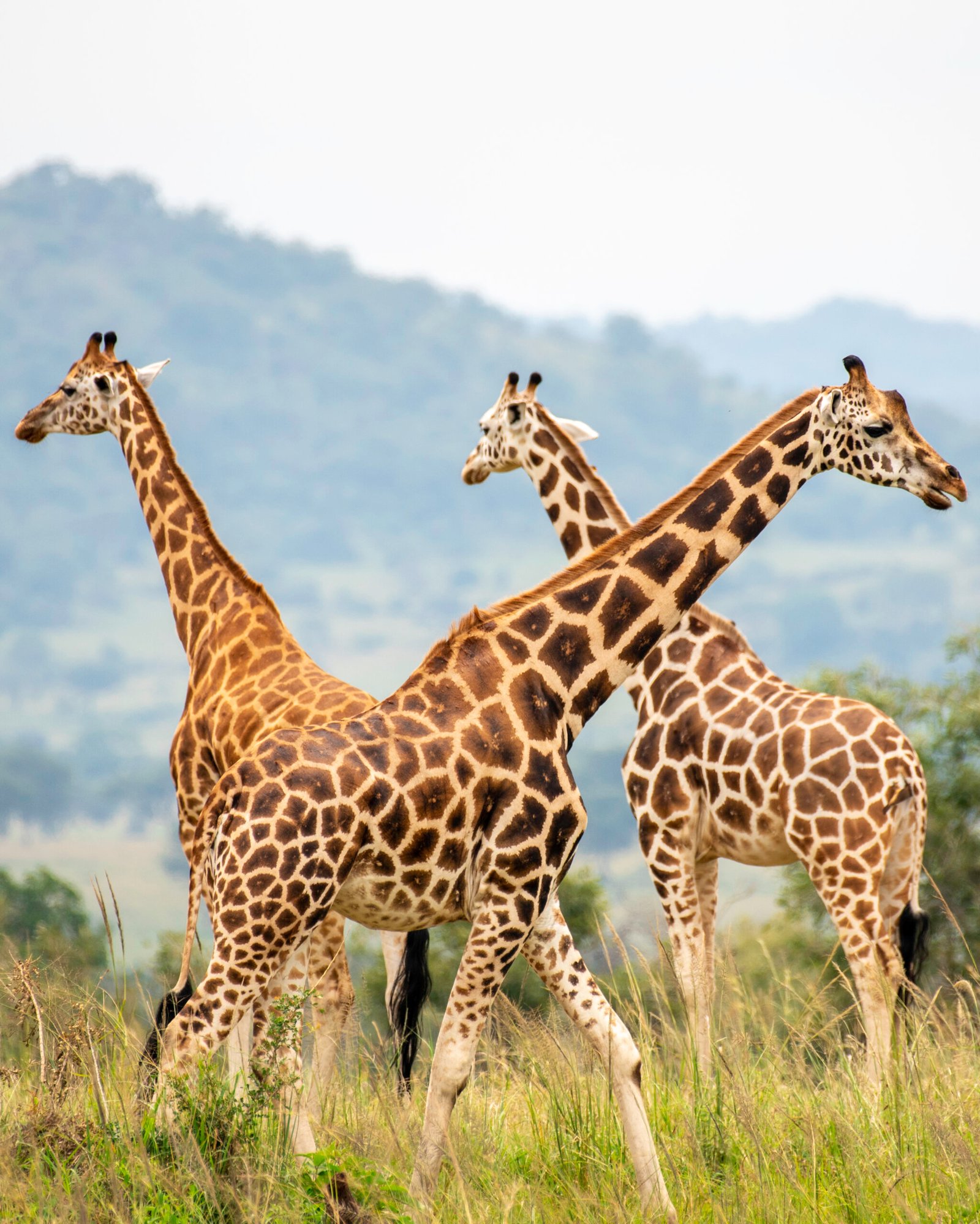 Giraffes in Kidepo National Park
