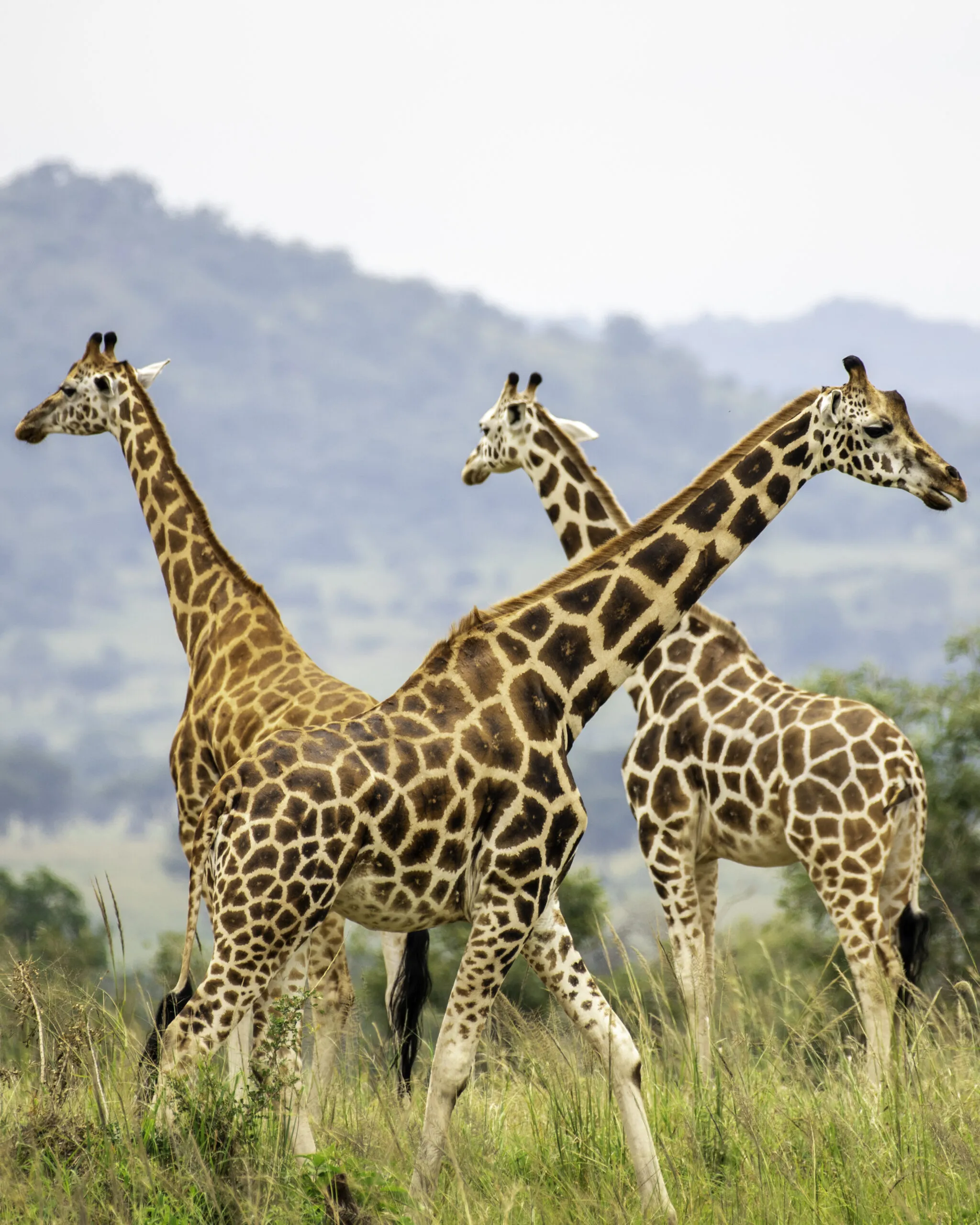 Giraffes in Kidepo National Park