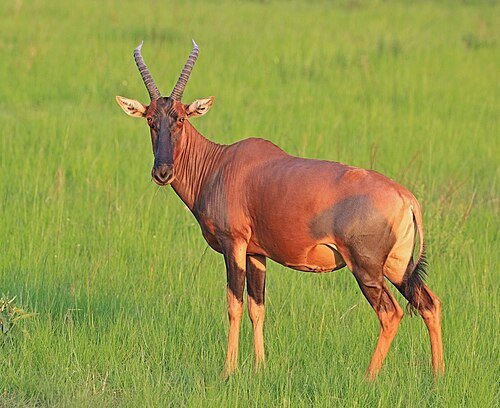 a topi in the Ishasha sector of queen elizabeth national park 