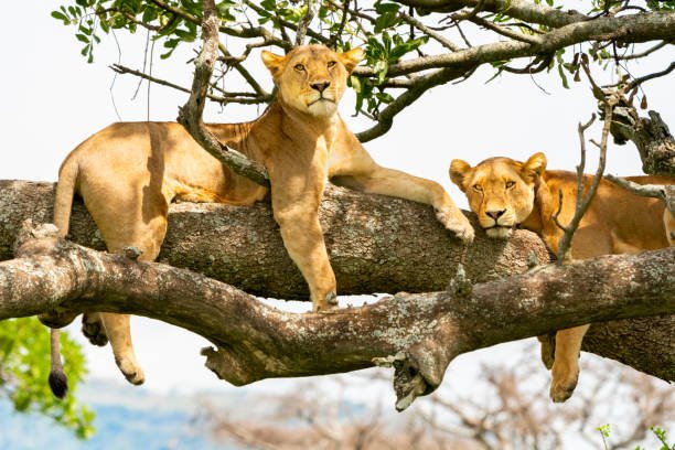 Tree-climbing lions are also found there