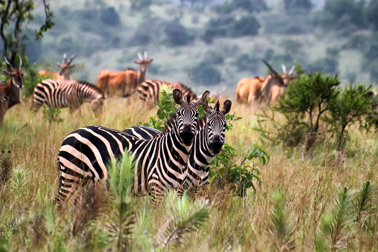 The Rwanda safari booking guide includes wildlife experiences in Akagera National Park.