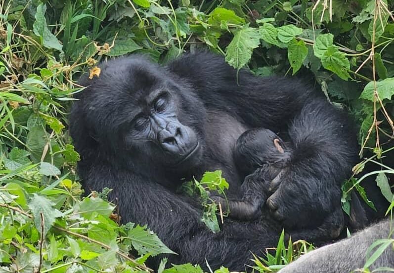 gorilla trekking