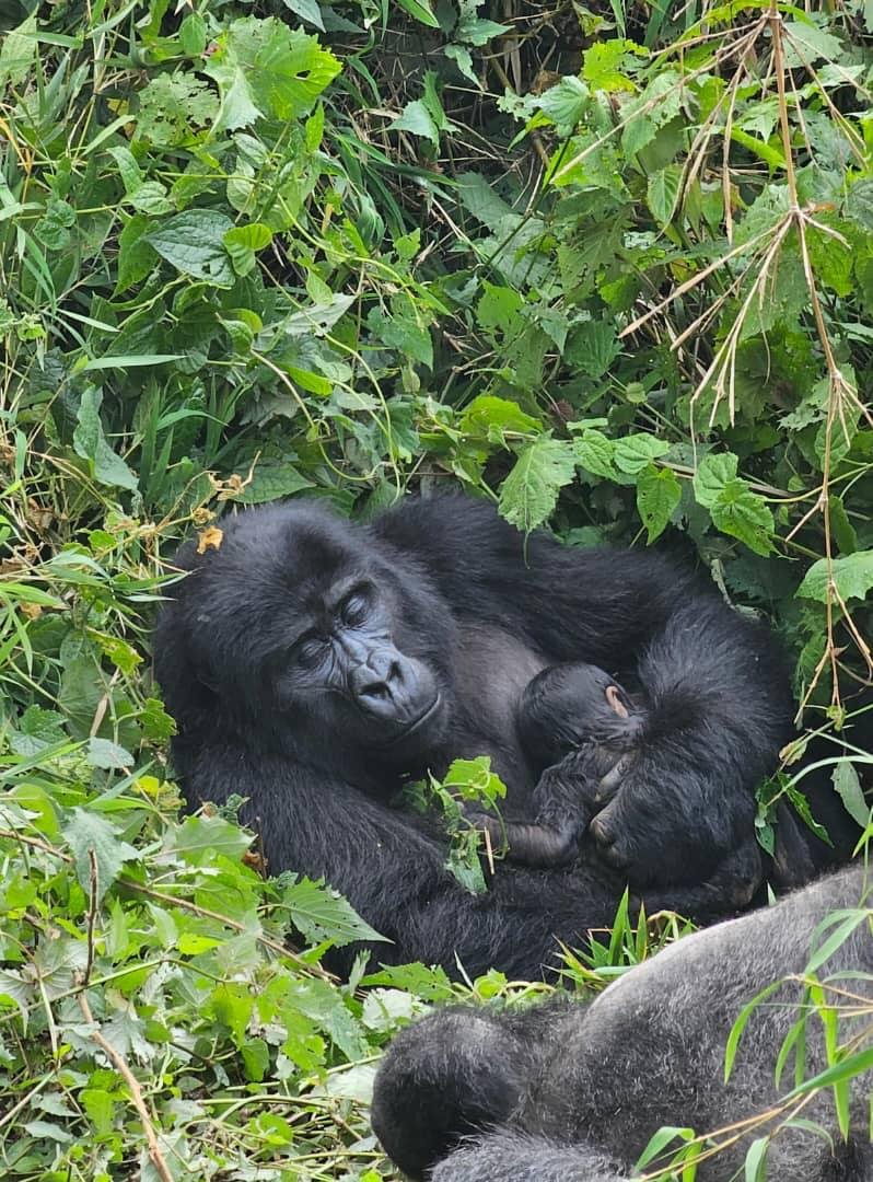 gorilla trekking