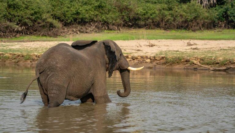 The big five wild animals in Uganda include the lion, elephant, leopard, buffalo, and rhino. Discover where to see them and how to plan your Big Five safari in Uganda.