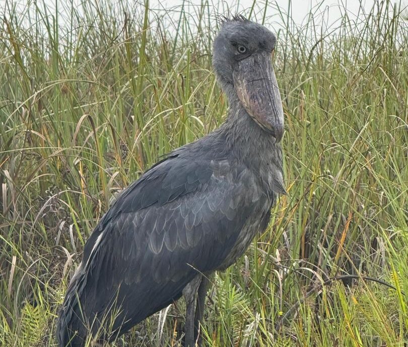 a bird the size of a person chilling in mabamba swamp