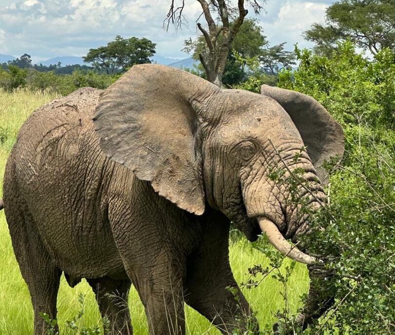 The Big Five Wild Animals in Uganda – Where to See Them on Safari