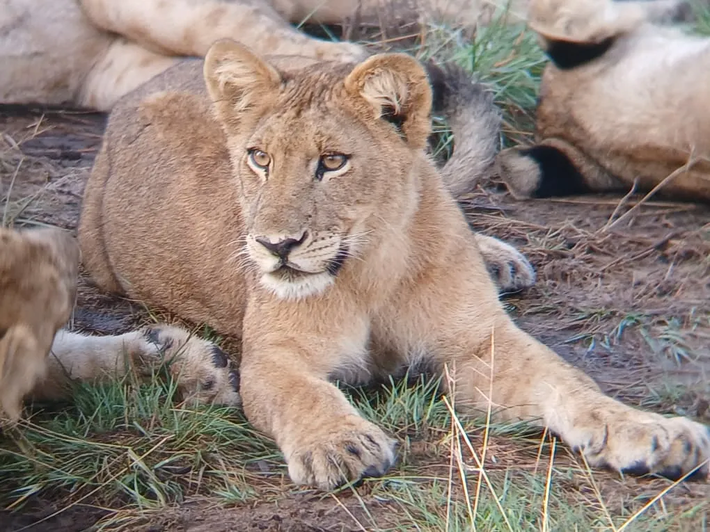 loin in the wild