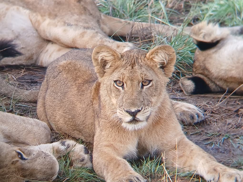 Uganda safari booking