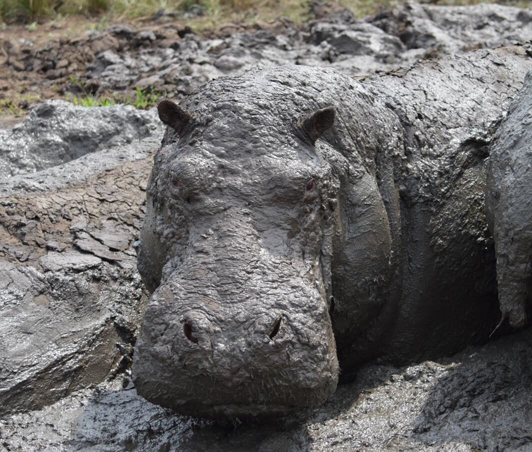 Hippos in mad 
