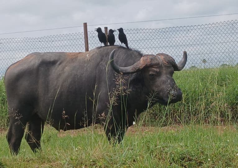 The Big Five Wild Animals in Uganda – Where to See Them on Safari