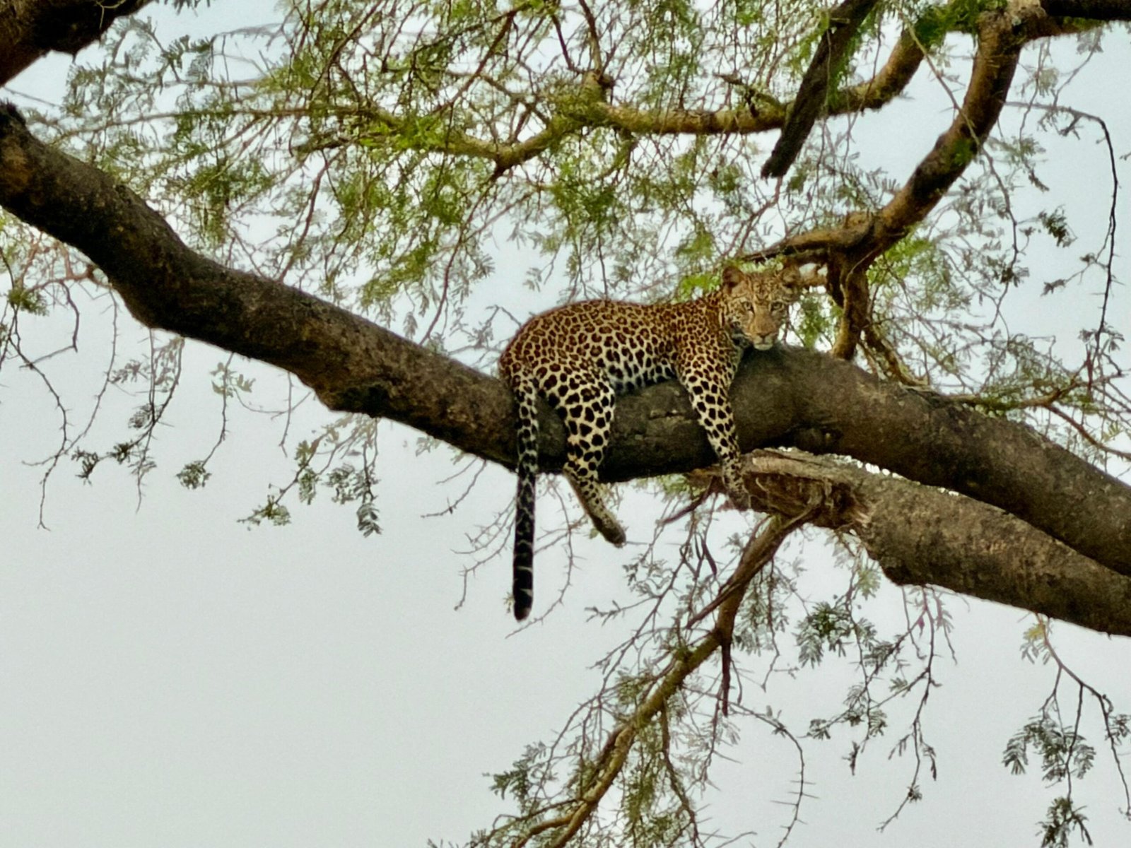 Leopard