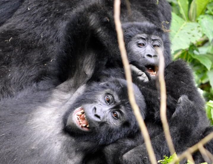 Ishasha Sector of Bwindi, African Safari Honeymoon