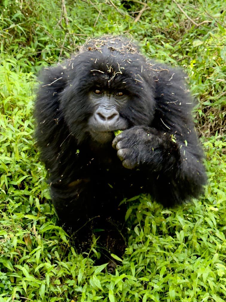 the story of the Berengei (african mountain gorilla)