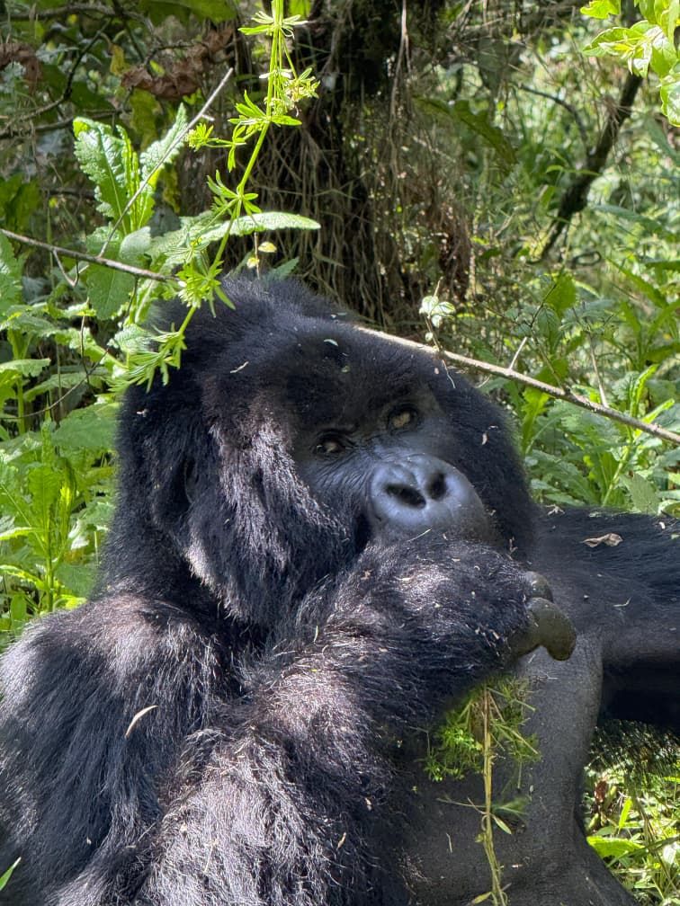 Gorilla Trekking Uganda vs Rwanda